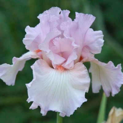 Pink Debutante (Krupka, 2001)